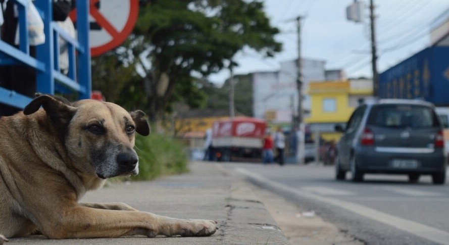 CÂMARA APROVA SUSPENSÃO E ATÉ CASSAÇÃO DA CNH PARA QUEM USAR VEÍCULO NO ABANDONO DE ANIMAIS